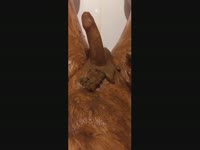 Scat Fetish Sex Video - Big dick scat lover jerks off